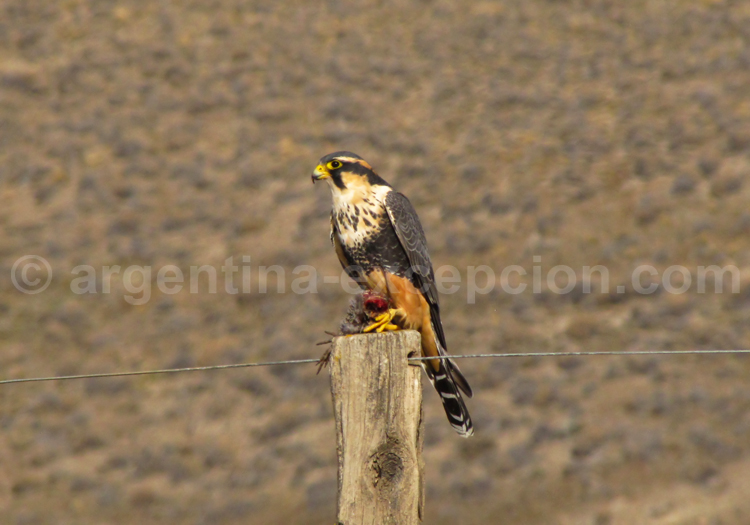 Faucon aplomado Faucon aplomado