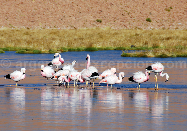 Flamant des Andes Flamant des Andes
