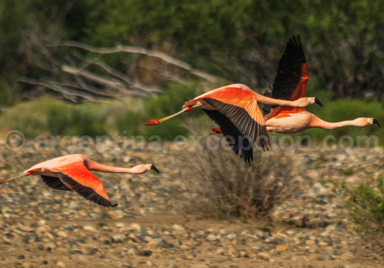 Flamant du Chili Flamant du Chili