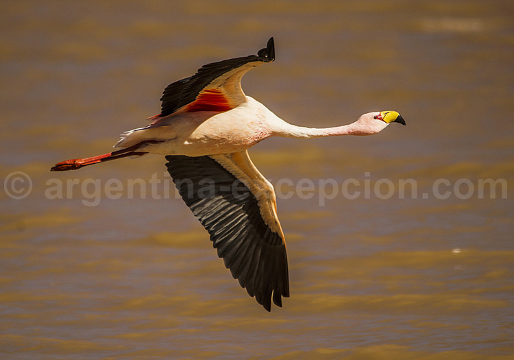 Flamant de James Flamant de James