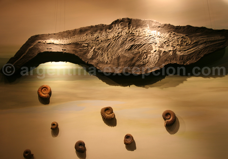 Fossiles, musée paléontologique de Trelew Fossiles, musée paléontologique de Trelew