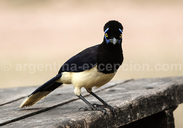 Geai acahé Geai acahé