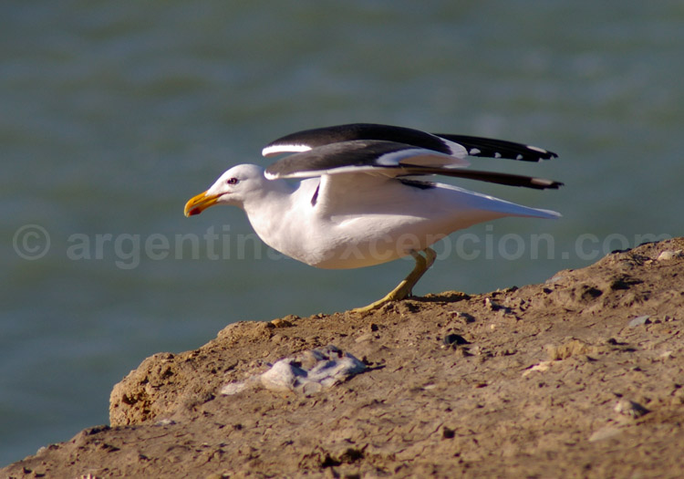 Goéland dominicain Goéland dominicain