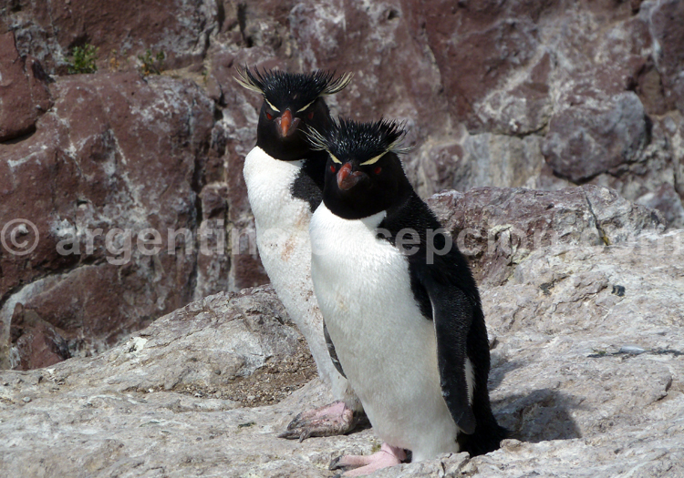 Gorfou sauteur Gorfou sauteur