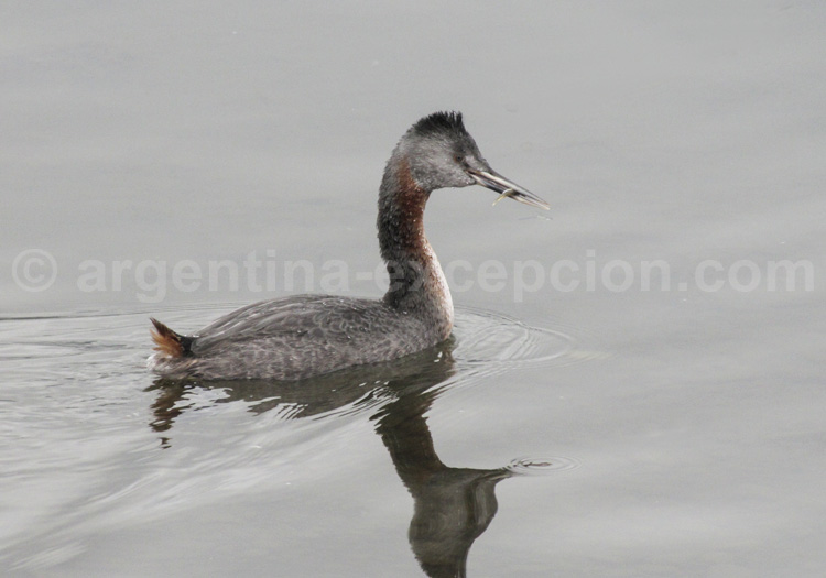 Grand Grèbe Grand Grèbe