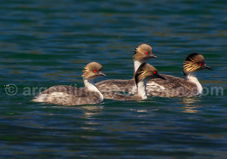 Grèbe de Rolland Grèbe de Rolland