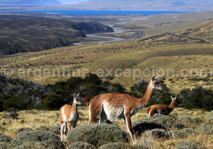 Guanaco, Argentine Guanaco, Argentine