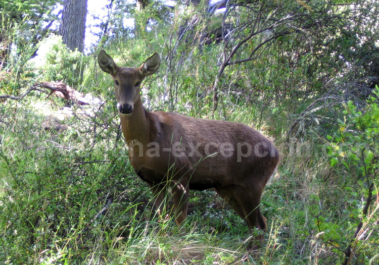 Huemul femelle, Argentine Huemul femelle, Argentine