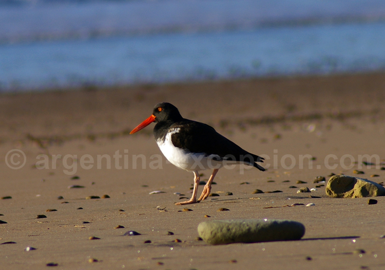 Huîtrier d'Amérique Huîtrier d'Amérique