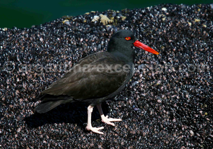 Huîtrier noir. Ann Van Rossem Huîtrier noir. Ann Van Rossem