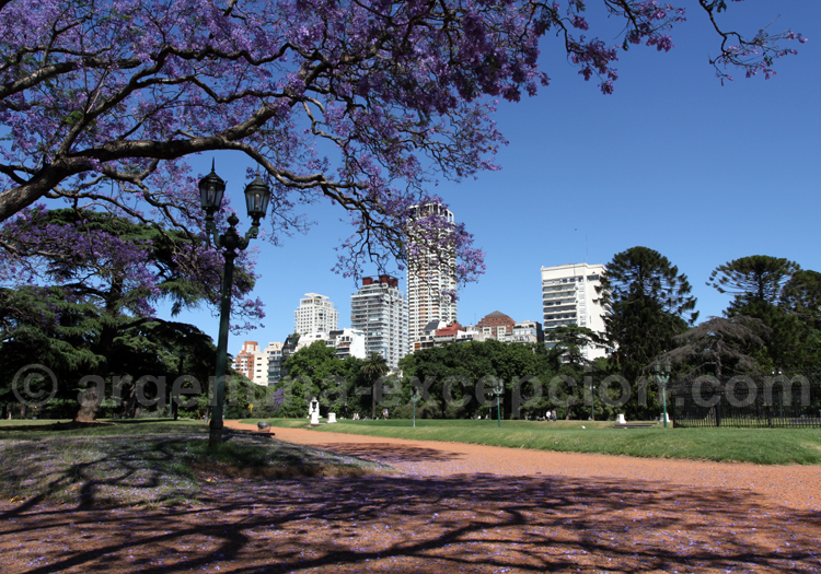 A l'ombre des jacarandas, Buenos Aires A l'ombre des jacarandas, Buenos Aires