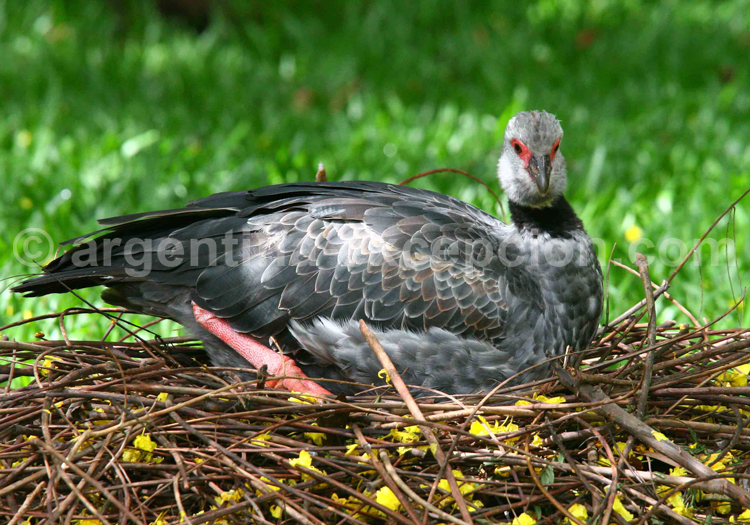 Kamichi à collier Kamichi à collier