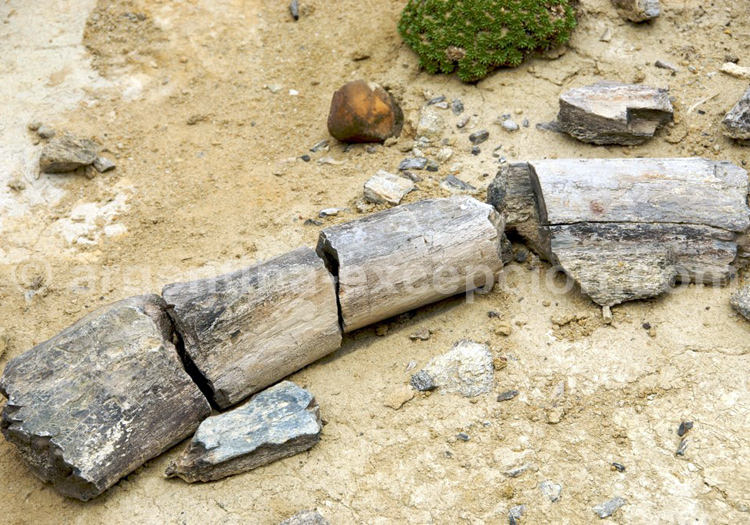 Bois pétrifié La Leona Bois pétrifié La Leona