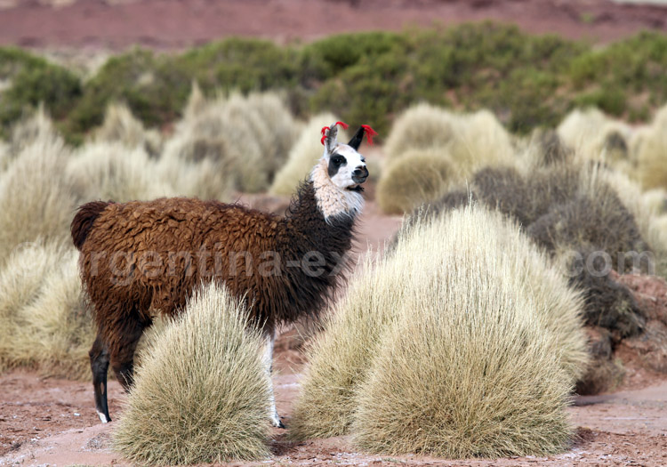 Lama, Argentine Lama, Argentine