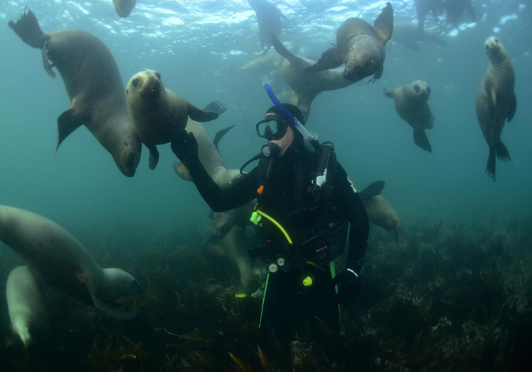 Plongée avec les lions de mer, Patagonie Plongée avec les lions de mer, Patagonie