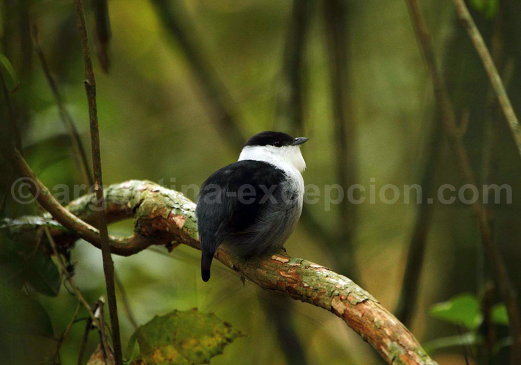 Manakin casse-noisette. Puerto Bemberg, Emilio White Manakin casse-noisette. Puerto Bemberg, Emilio White