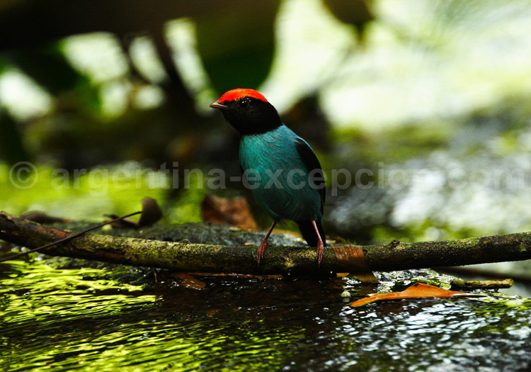 Manakin à longue queue. Posada Puerto Bemberg, Emilio White Manakin à longue queue. Posada Puerto Bemberg, Emilio White