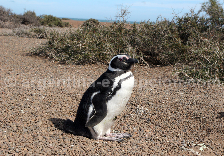 Manchot de Magellan Manchot de Magellan