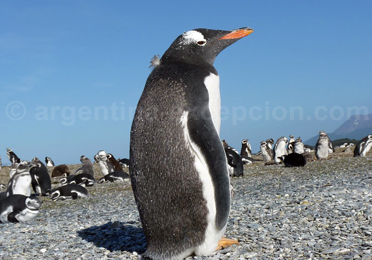 Manchot papou. Jean Dudouyt Manchot papou. Jean Dudouyt