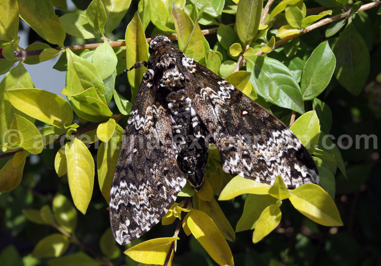 Manduca Stuarti Manduca Stuarti