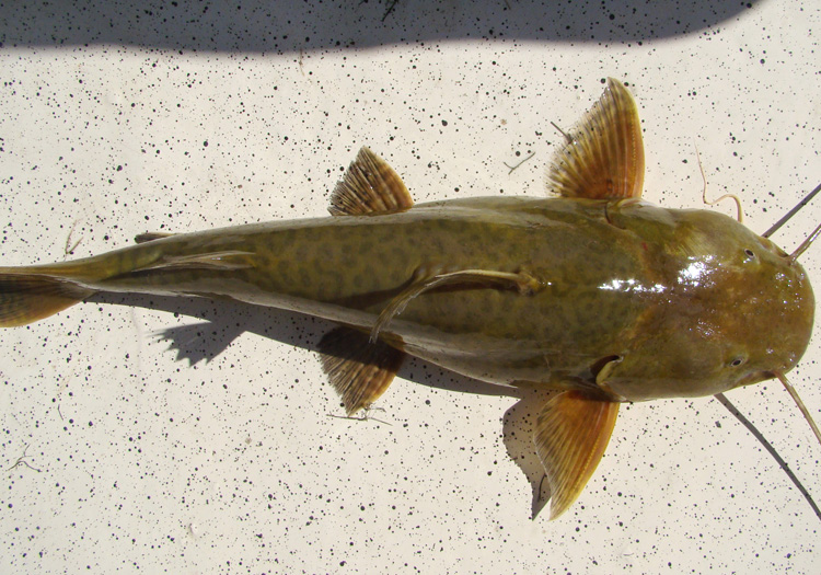 Manguruyu ou Zungaro. CC Flickr Cláudio Timm Manguruyu ou Zungaro. CC Flickr Cláudio Timm