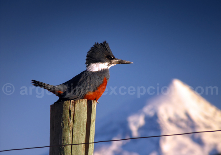 Martin-pêcheur à ventre roux Martin-pêcheur à ventre roux