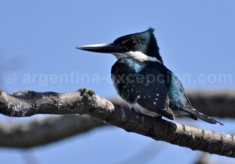 Martin-pêcheur vert. Estancia Ricon del Socorro Martin-pêcheur vert. Estancia Ricon del Socorro