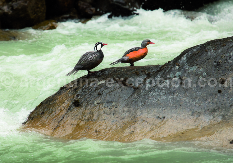 Merganette des torrents. Credit Celine Frers Merganette des torrents