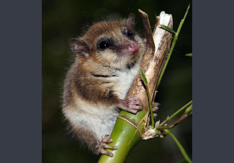 Monito del Monte. CC Flickr José Luis Bartheld Monito del Monte. CC Flickr José Luis Bartheld