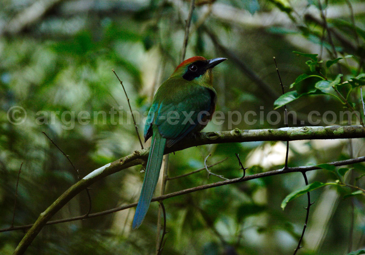 Motmot oranroux. Posada Puerto Bemberg Motmot oranroux. Posada Puerto Bemberg
