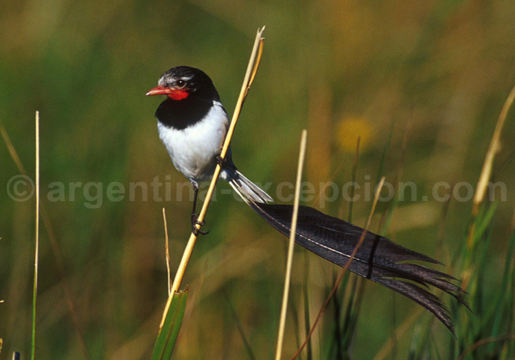 Moucherolle à queue large. Estancia Ricon del Socorro Moucherolle à queue large. Estancia Ricon del Socorro
