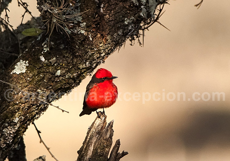 Moucherolle vermillon Moucherolle vermillon