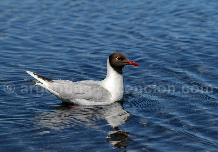 Mouette de Patagonie Mouette de Patagonie