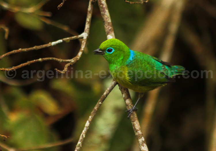 Organiste à nuque bleue Organiste à nuque bleue