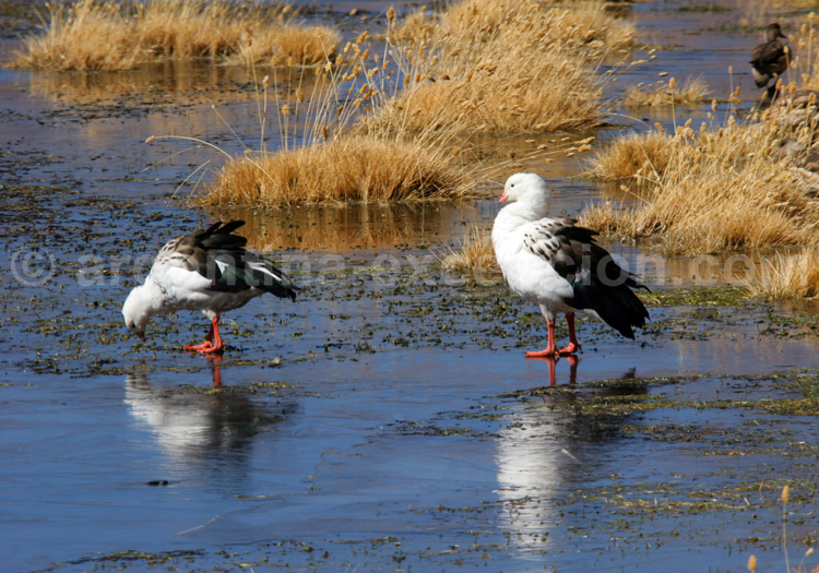 Ouette des Andes Ouette des Andes
