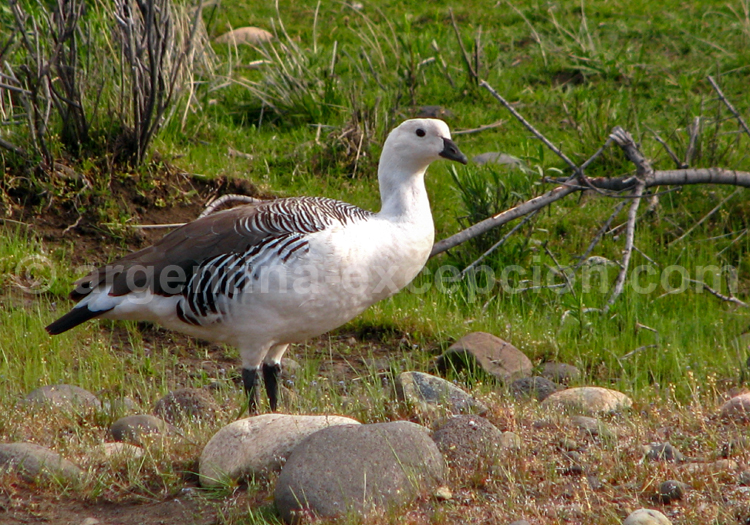 Ouette de Magellan Ouette de Magellan par Argentina Excepción