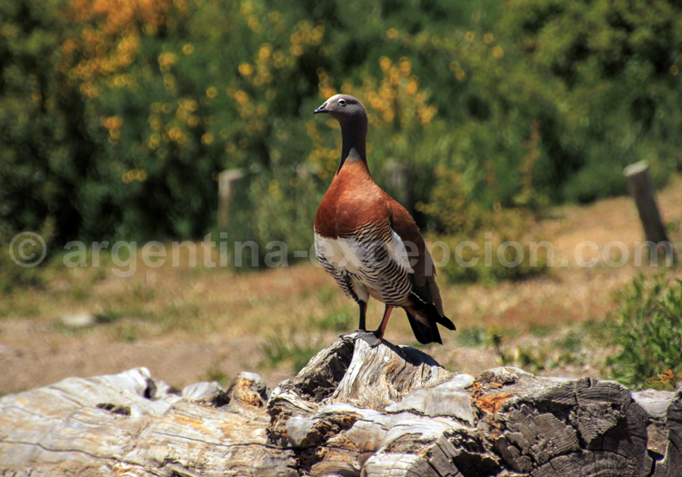 Ouette à tête grise Ouette à tête grise par Argentina Excepción