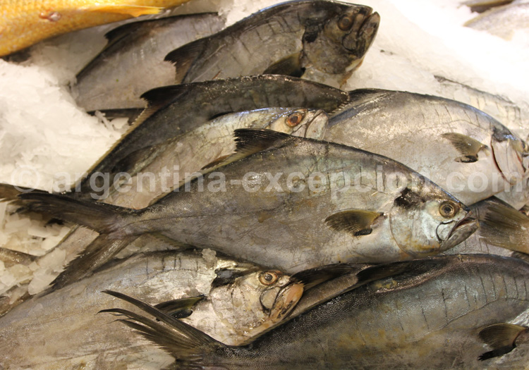 Palometa ou japuta ou cordonnier Palometa ou japuta ou cordonnier