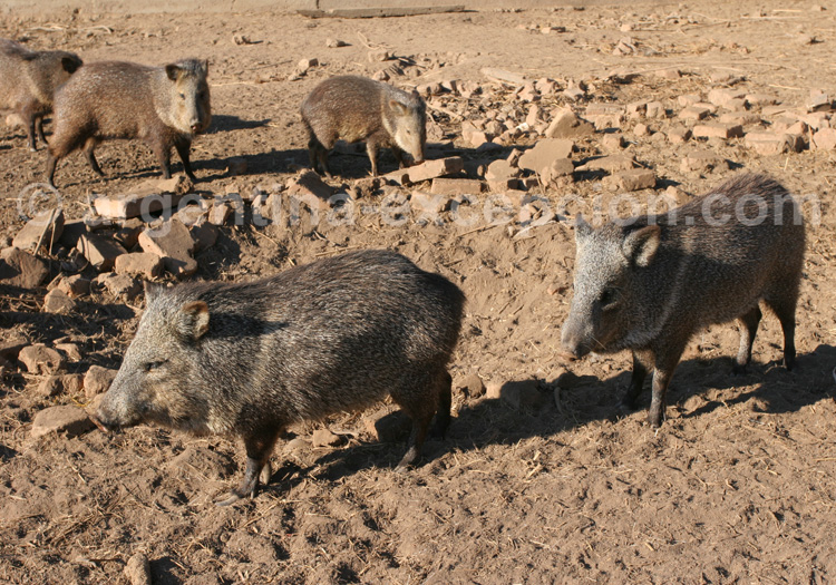 Pécari à collier, Argentine Pécari à collier, Argentine