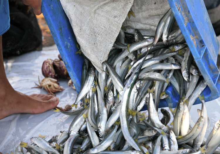 Pejerreys. CC Flickr Alex Proimos Pejerreys. CC Flickr Alex Proimos