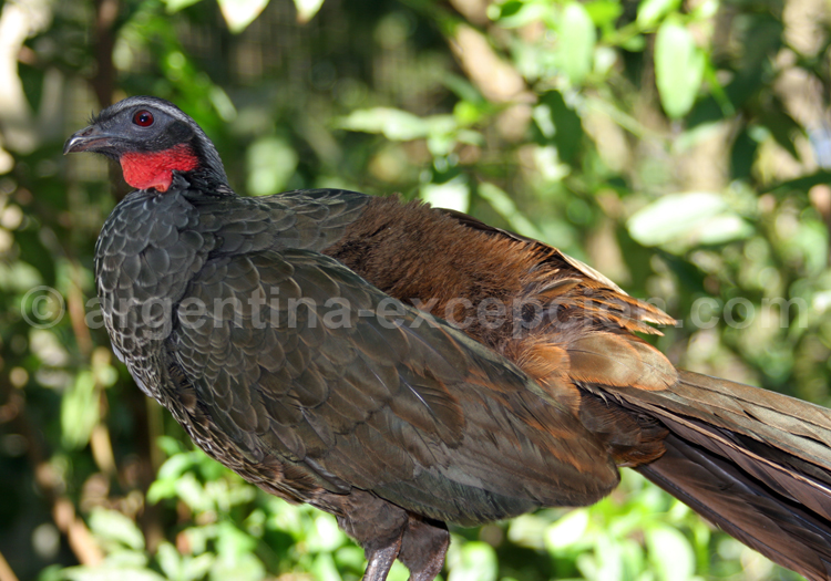 Pénélope péoa Pénélope péoa