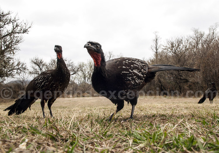 Pénélope de Spix Pénélope de Spix