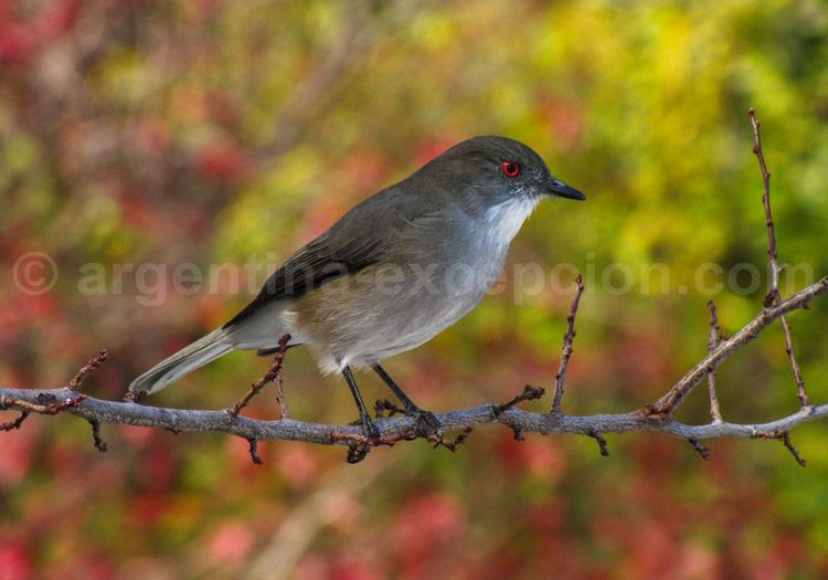 Pépoaza œil-de-feu Pépoaza œil-de-feu