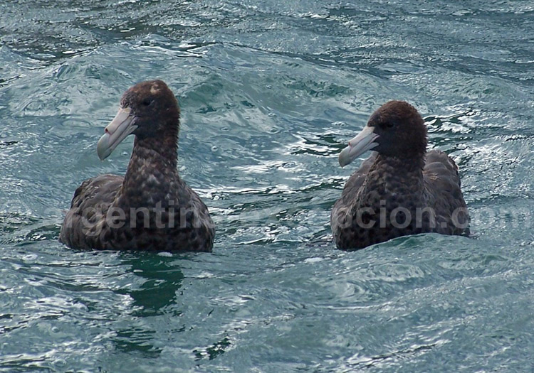 Pétrel géant Pétrel géant