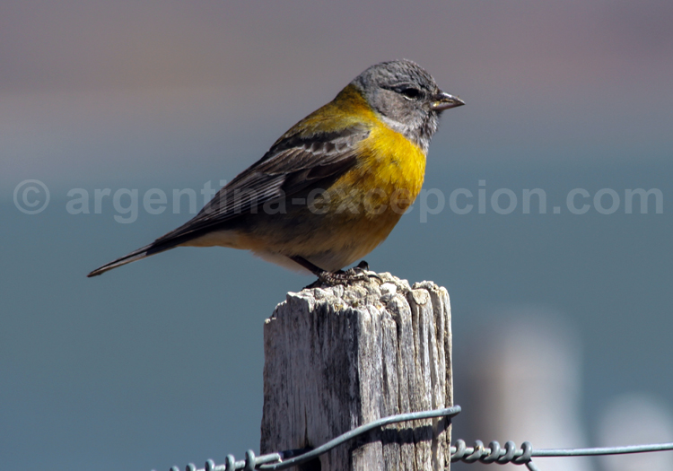 Phrygile à tête grise Phrygile à tête grise