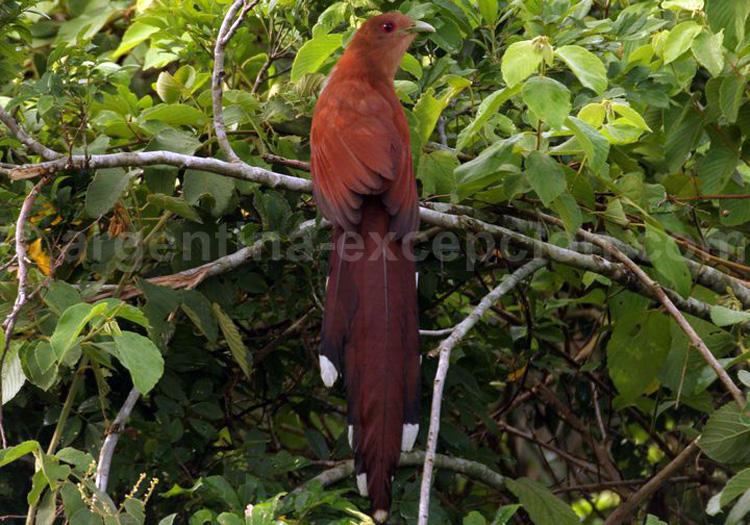 Piaye écureuil. Posada Puerto Bemberg Piaye écureuil. Posada Puerto Bemberg