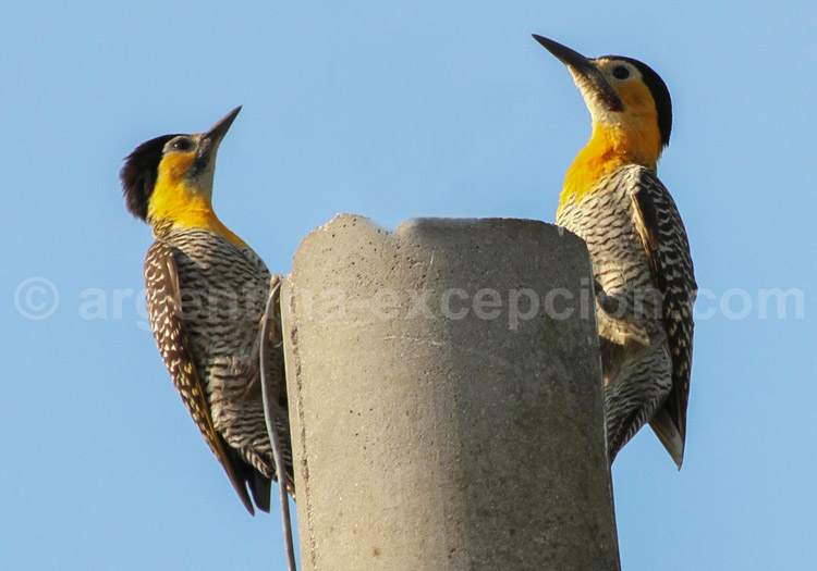 Pic champêtre Pic champêtre