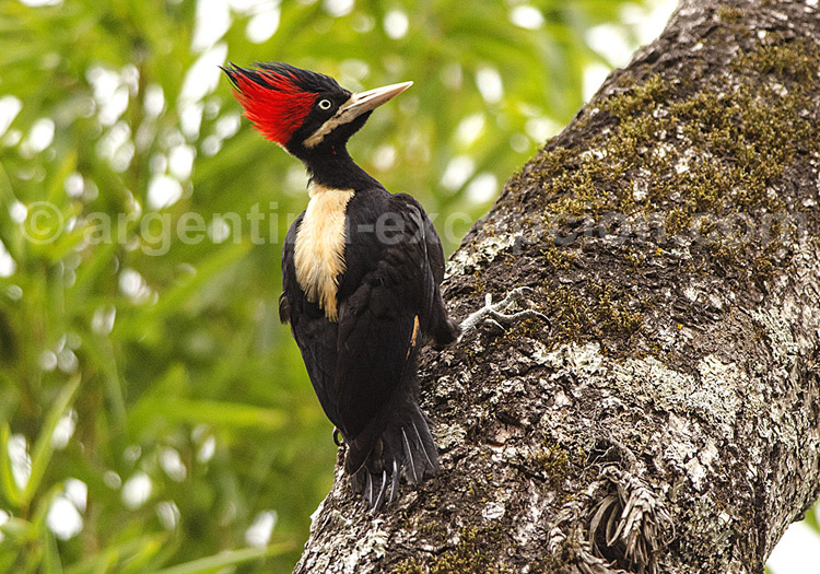Pic à dos crème Pic à dos crème