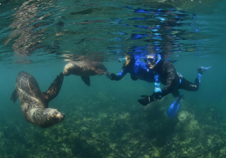 Plongée avec les lions de mer, réserve de Punta Loma Plongée avec les lions de mer, réserve de Punta Loma