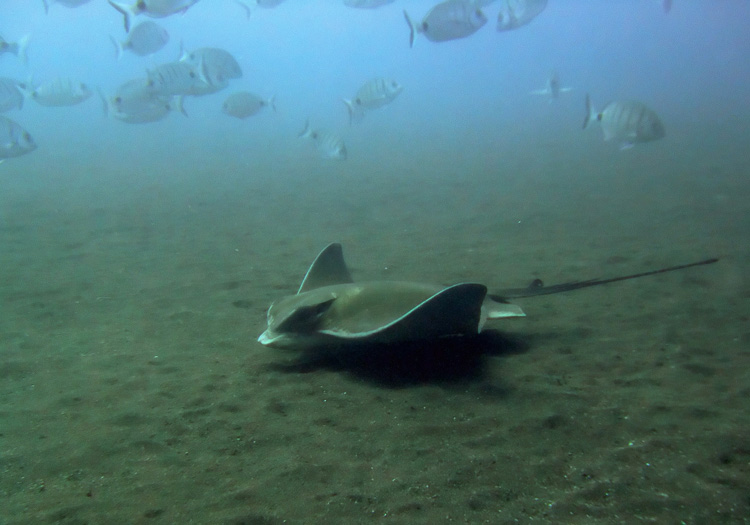 Raie géante. CC Flickr zell0ss Raie géante. CC Flickr zell0ss